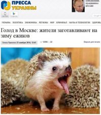 Тайная жизнь ежей на фотографиях русской художницы