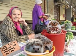 Тайная жизнь ежей на фотографиях русской художницы