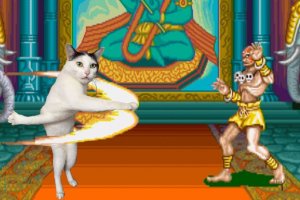 Самая противоречивая кошка насмешила Сеть