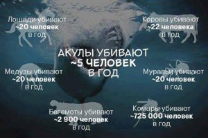 Ученые: гренландская акула - главный долгожитель среди позвоночных