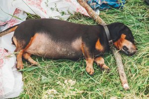 Алиска не дохлая, Алиска устала и спит!