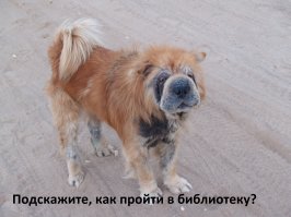 Мокрой псины пост: смешные собаки до и после купания