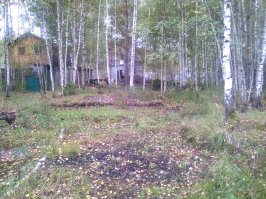 Вот мой участок? что порекомендуешь косу или мотокосу?
