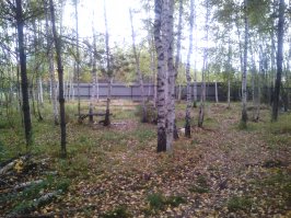 Вот мой участок? что порекомендуешь косу или мотокосу?