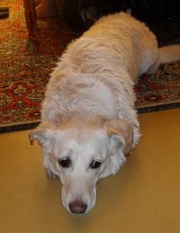 Ездили к друзьям на дачу. Наш Арчибальд Зефир-крем-брюле Танцор Пылесос Цуцль Чижиков по прозвищу Суета нашёл роскошную кучу дерьма и от души вывалялся. Помыли. Собака была оскорблена в лучших чувствах: старался как-никак. До вечера лежал весь такой несчастный, обиженный...