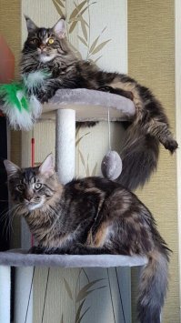 Еще нашел фото! Снизу Миша, наверху Ксения