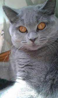 А это мой хищник. И каждое утро на меня охотится, пока я на работу собираюсь.