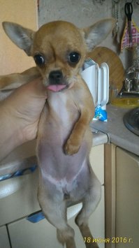 А это моя Фокси, пока щенок)))