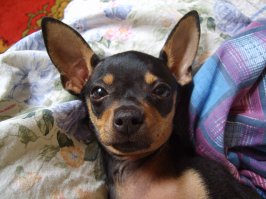 Десять лет назад. Мой любимый тойка. Самое милое существо на свете. Как мне его не хватает... Теперь ни на одну собаку не могу смотреть даже