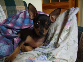 Десять лет назад. Мой любимый тойка. Самое милое существо на свете. Как мне его не хватает... Теперь ни на одну собаку не могу смотреть даже