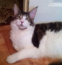 Мэйкуны - мистические коты