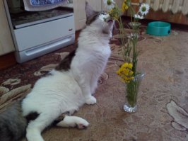 Мэйкуны - мистические коты