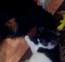 Мэйкуны - мистические коты