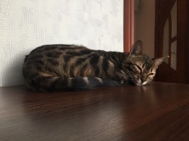 А это мое чудо,бенгальчик.пока я строчу,спит рядом на столе.