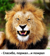 Тупой и еще тупее: 15 идиотов, которые перелезли через забор в зоопарке