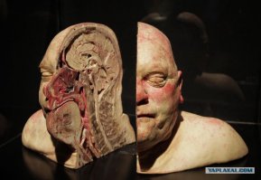 18 разрезанных пополам вещей