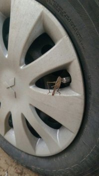 Свежая подборка автоприколов