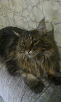 Мэйкуны - мистические коты