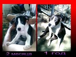 23 щенка, которые очень быстро выросли