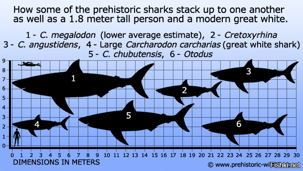 Ученые: гренландская акула - главный долгожитель среди позвоночных