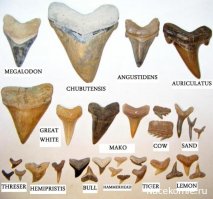 Ученые: гренландская акула - главный долгожитель среди позвоночных