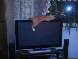 Кот за монитором
