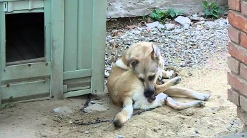 Помешанная на спорте парочка, решила растолстеть, чтобы чтобы доказать, что их фитнес-программа действительно работает