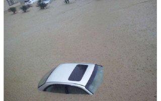 Умные столы демонстрируют, как животные прячутся под водой