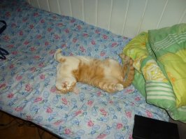 Кот за монитором