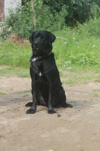 А это мой мальчик). Лабрадор, 1.5 года. Чудесная порода. Умные, дружелюбные собаки. Охранные характеристики - только в качестве звонка))). Прекрасно относится к детям, обожает воду. Кстати, когда отплываю далеко от берега, плывет за мной, хватает за руку и плывет назад, спасатель блин))).