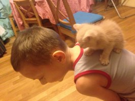 Красивые кошки!!! А мои беспородные, но любимые)))