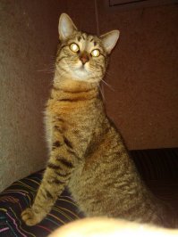 Красивые кошки!!! А мои беспородные, но любимые)))