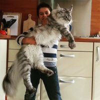Лев + Тигр = ЛИГР или самая большая кошка в мире.
А так коты породы майкун большие в большем своём количестве кто из них самый длинный или толстый - кто определял?