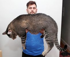 Лев + Тигр = ЛИГР или самая большая кошка в мире.
А так коты породы майкун большие в большем своём количестве кто из них самый длинный или толстый - кто определял?