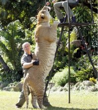 Лев + Тигр = ЛИГР или самая большая кошка в мире.
А так коты породы майкун большие в большем своём количестве кто из них самый длинный или толстый - кто определял?