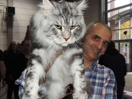 Лев + Тигр = ЛИГР или самая большая кошка в мире.
А так коты породы майкун большие в большем своём количестве кто из них самый длинный или толстый - кто определял?