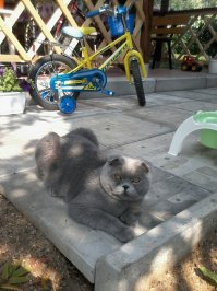 правильный кот