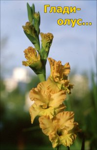 Наверное, потому - что: