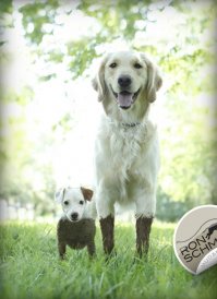 Свинские собаки