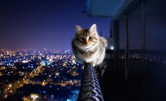 Жесть. Тут на кота-то смотреть страшно...