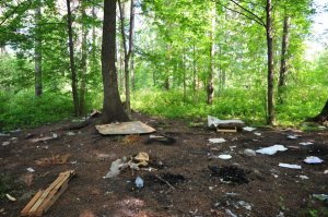 Свинские собаки