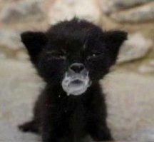 Свинские собаки