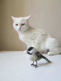 Котэ как настоящий получился