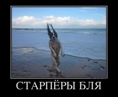 Ретро фото собак