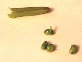 Еще свистульки из стручков акации делали