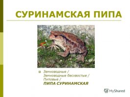 За что ученые так смешно обозвали этих животных?