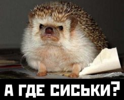 Как менялись стандарты женской красоты гавайских девушек за последние 100 лет