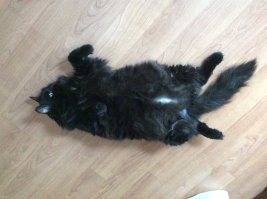 Пойду своего котэ погоняю :)