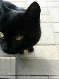 у нас в офисе приблудился черный кот без хвоста. дал погоняло ему Обрубок раз в месяц приползал весь подраный покалеченный в общем через полгода так и не пришел. всегда любопытно было где он на такие люля нарывался.