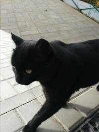 у нас в офисе приблудился черный кот без хвоста. дал погоняло ему Обрубок раз в месяц приползал весь подраный покалеченный в общем через полгода так и не пришел. всегда любопытно было где он на такие люля нарывался.